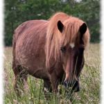 Flokka