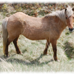 Freydis