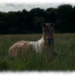 Ofelia