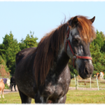 Sleipnir