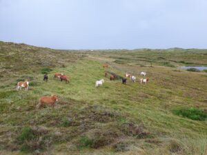 Dünen1